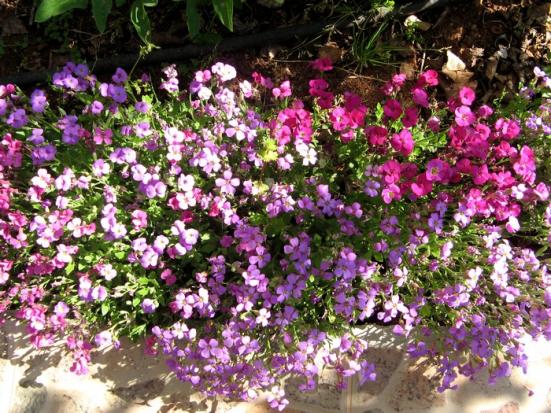 Name:  aubrietab.jpg
Views: 861
Size:  74.2 KB