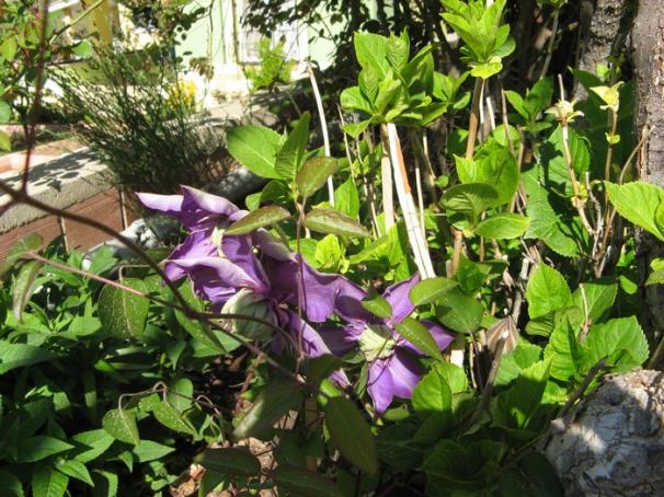 Name:  clmultiblue.jpg
Views: 1009
Size:  72.2 KB