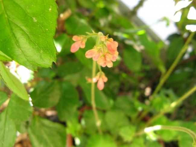 Name:  heuchera.jpg
Views: 742
Size:  34.6 KB