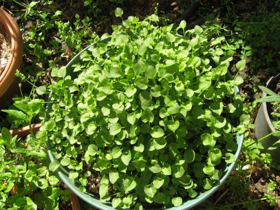 Name:  garganica.jpg
Views: 977
Size:  73.9 KB
