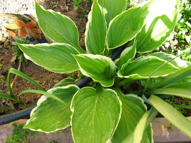 Name:  hosta.jpg
Views: 760
Size:  67.2 KB