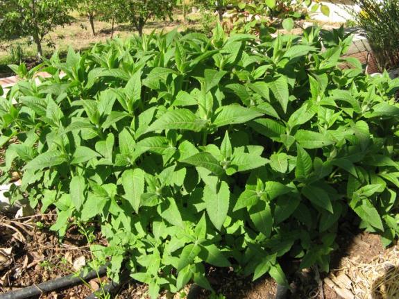 Name:  monarda.jpg
Views: 819
Size:  73.2 KB