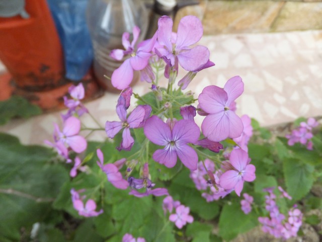 Name:  DSCF1373.jpg
Views: 633
Size:  69.0 KB
