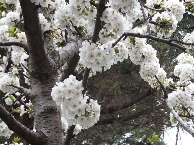 Name:  DSCF1376.jpg
Views: 675
Size:  66.3 KB