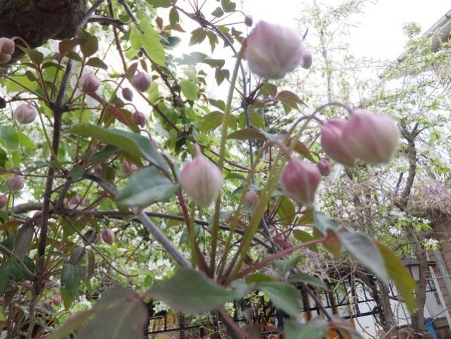 Name:  DSCF1382.jpg
Views: 468
Size:  69.7 KB