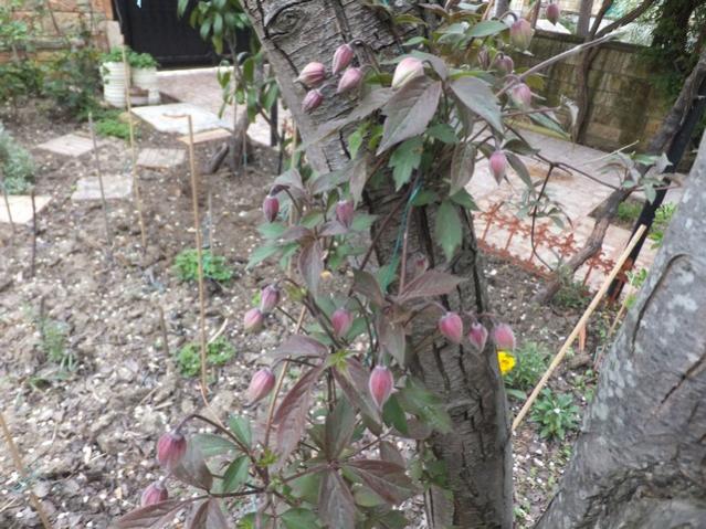Name:  DSCF1383.jpg
Views: 453
Size:  69.3 KB
