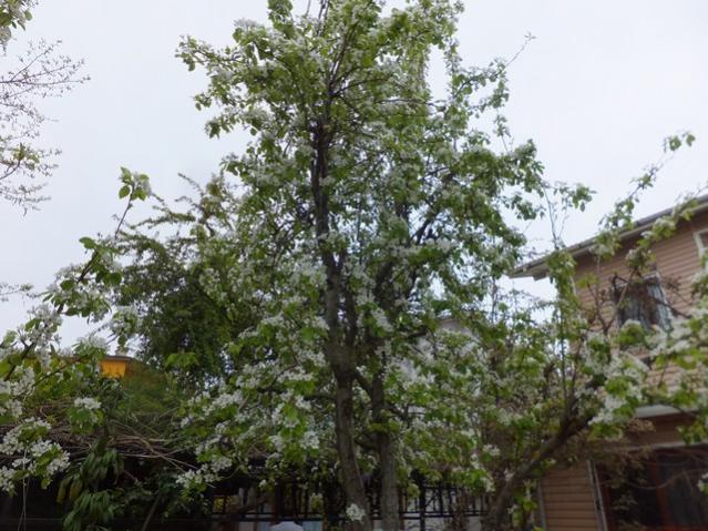 Name:  DSCF1386.jpg
Views: 486
Size:  64.2 KB