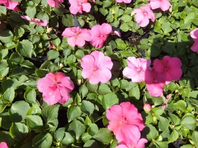 Name:  DSCF1533.jpg
Views: 398
Size:  67.6 KB