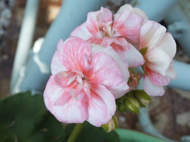 Name:  DSCF1539.jpg
Views: 357
Size:  63.0 KB