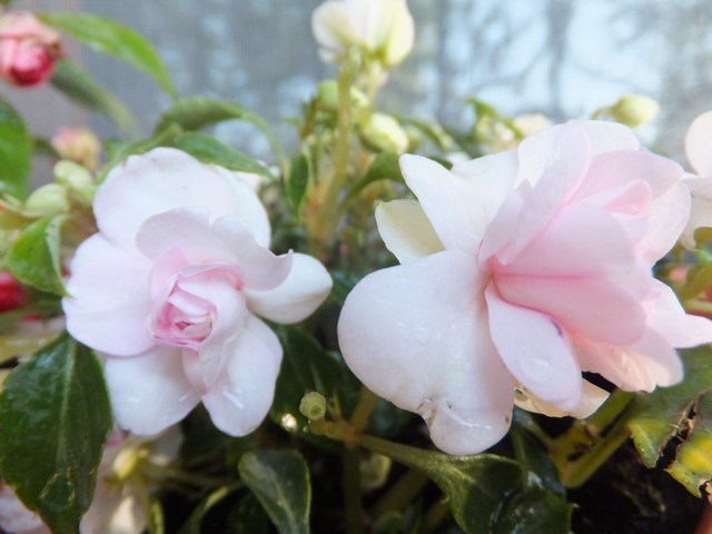 Name:  DSCF1577.jpg
Views: 346
Size:  65.1 KB