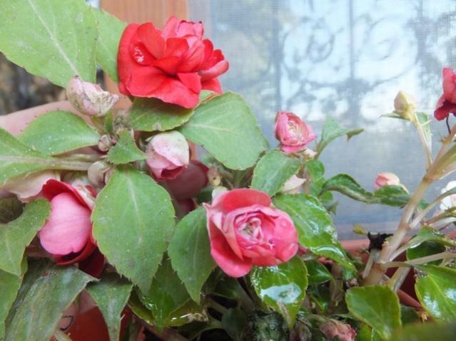 Name:  DSCF1578.jpg
Views: 410
Size:  46.7 KB
