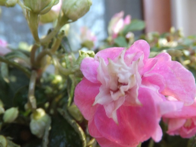Name:  DSCF1579.jpg
Views: 407
Size:  62.6 KB