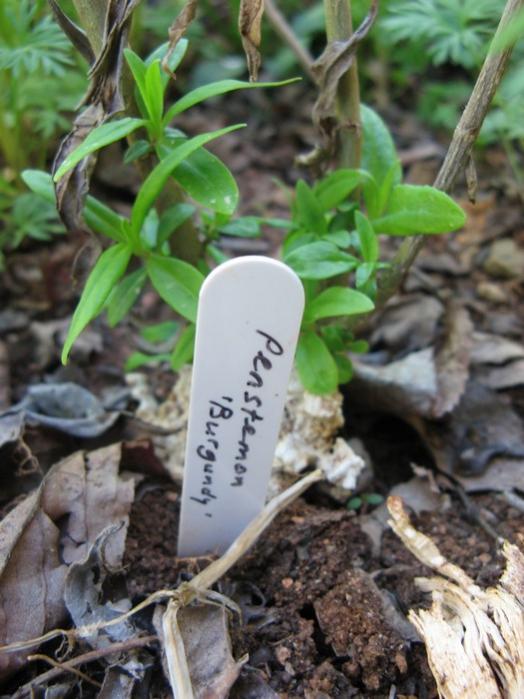 Name:  penstemon.jpg
Views: 1006
Size:  58.1 KB