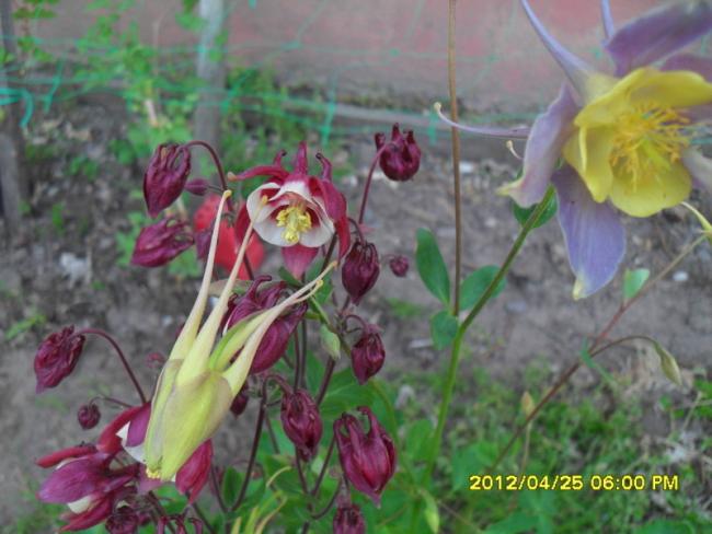 Name:  019.jpg
Views: 731
Size:  45.1 KB
