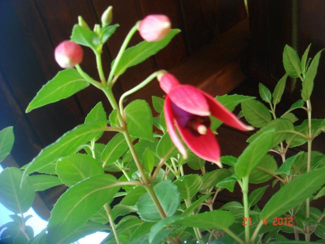 Name:  DSC09621.jpg
Views: 769
Size:  43.3 KB