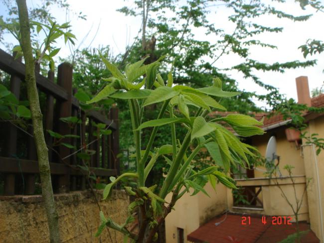 Name:  DSC09385.jpg
Views: 770
Size:  57.7 KB