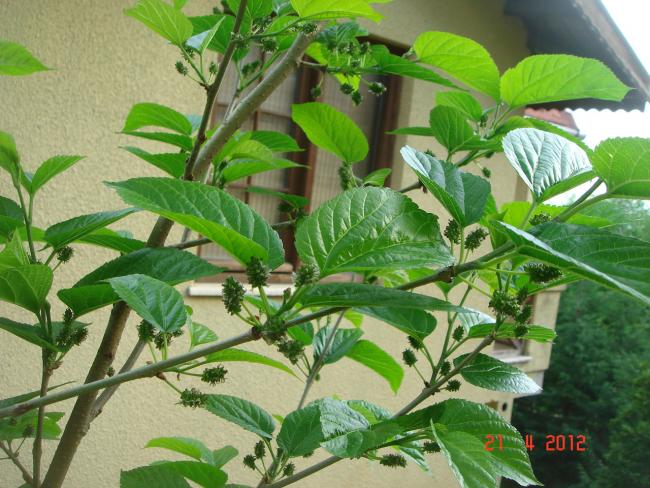 Name:  DSC09382.jpg
Views: 806
Size:  64.5 KB