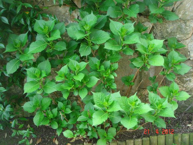 Name:  DSC09494.jpg
Views: 834
Size:  73.3 KB