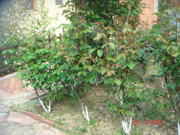 Name:  DSC09830.jpg
Views: 743
Size:  71.4 KB