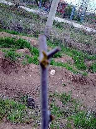 Name:  Grnt0628.jpg
Views: 1403
Size:  59.0 KB