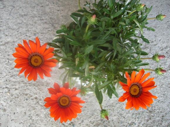 Name:  gazanya.jpg
Views: 1723
Size:  51.5 KB