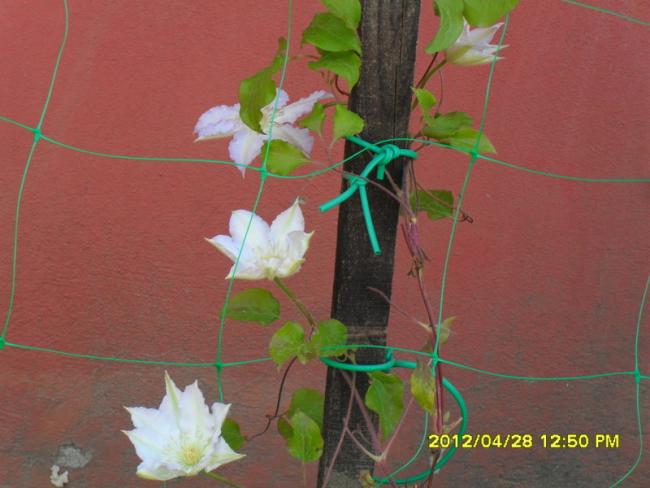 Name:  037.jpg
Views: 1207
Size:  38.8 KB