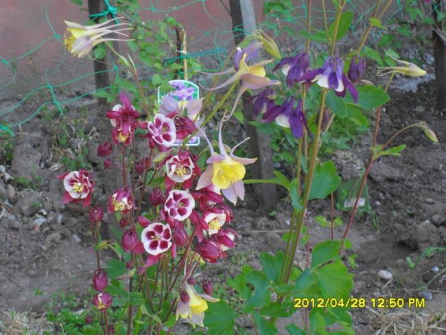 Name:  038.jpg
Views: 1270
Size:  64.7 KB