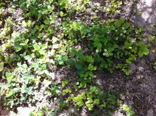 Name:  ilekler.jpg
Views: 4869
Size:  57.0 KB