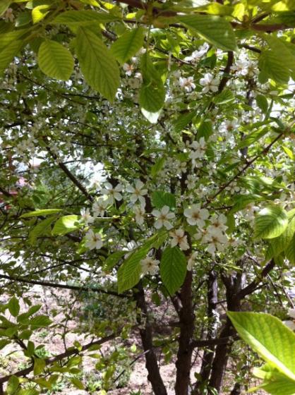 Name:  vine.jpg
Views: 4822
Size:  67.7 KB