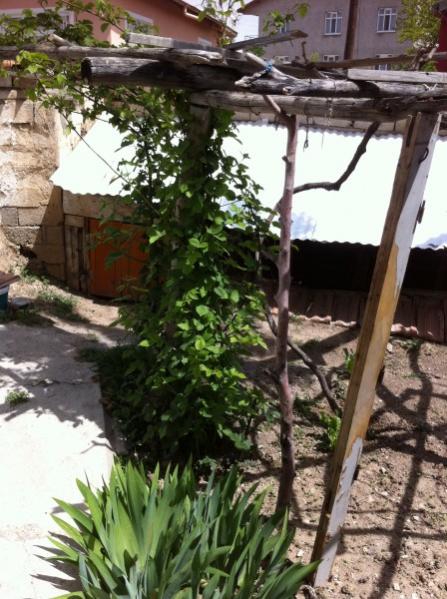 Name:  zambak brtlen ve kmes.jpg
Views: 4849
Size:  58.7 KB
