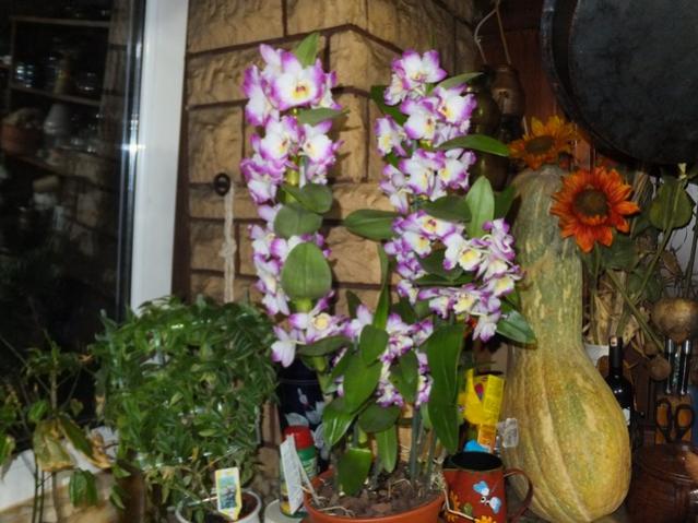 Name:  DSCF1827.jpg
Views: 416
Size:  53.4 KB