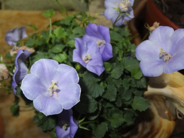 Name:  DSCF1831.jpg
Views: 390
Size:  67.8 KB