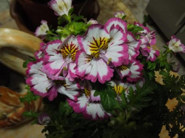 Name:  DSCF1832.jpg
Views: 387
Size:  40.9 KB
