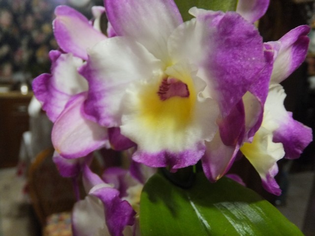 Name:  DSCF1833.jpg
Views: 409
Size:  66.4 KB