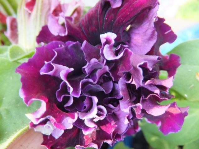 Name:  DSCF1957.jpg
Views: 383
Size:  45.3 KB