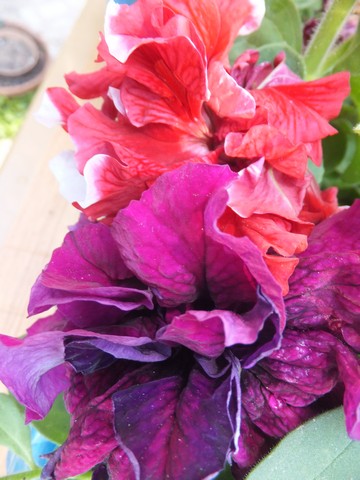Name:  DSCF1959.jpg
Views: 421
Size:  62.1 KB