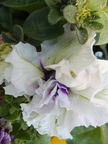 Name:  DSCF1960.jpg
Views: 386
Size:  50.6 KB