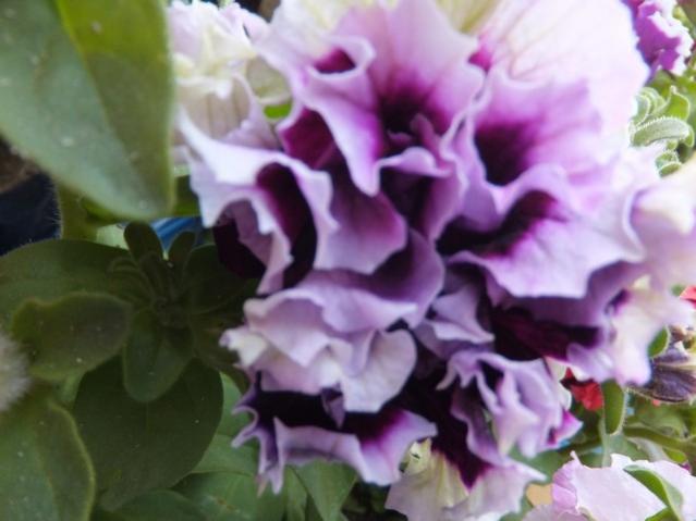 Name:  DSCF1961.jpg
Views: 378
Size:  35.5 KB