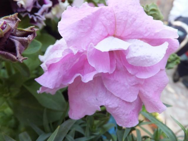 Name:  DSCF1962.jpg
Views: 379
Size:  34.7 KB