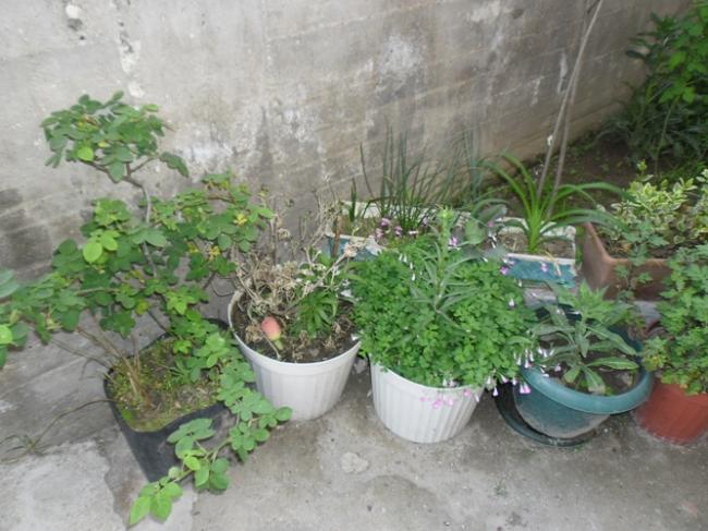 Name:  SAM_0024.jpg
Views: 463
Size:  54.5 KB