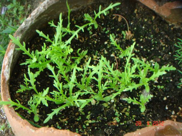 Name:  DSC00031.jpg
Views: 876
Size:  71.0 KB