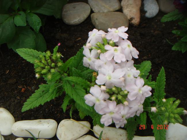 Name:  DSC00280.jpg
Views: 733
Size:  43.6 KB