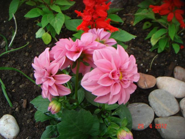 Name:  DSC00281.jpg
Views: 747
Size:  50.9 KB