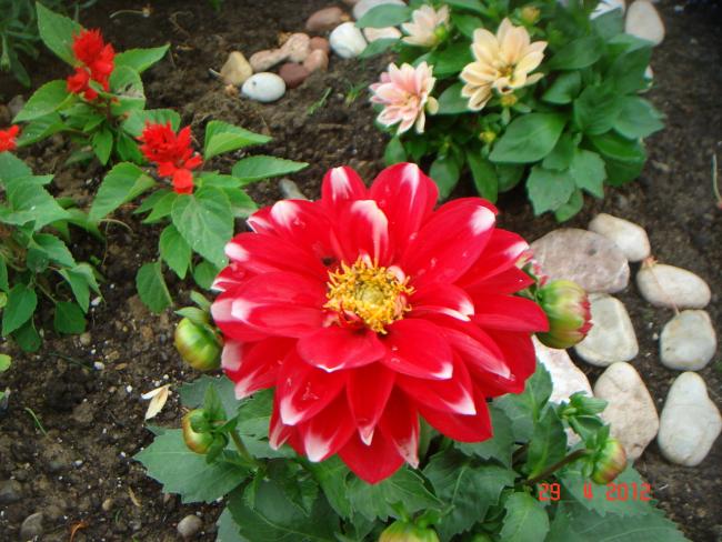 Name:  DSC00285.jpg
Views: 736
Size:  60.4 KB