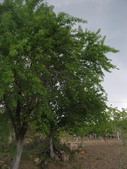 Name:  bahe.JPG
Views: 1281
Size:  59.3 KB
