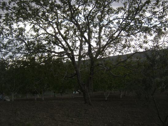 Name:  bahe1.jpg
Views: 1264
Size:  55.8 KB