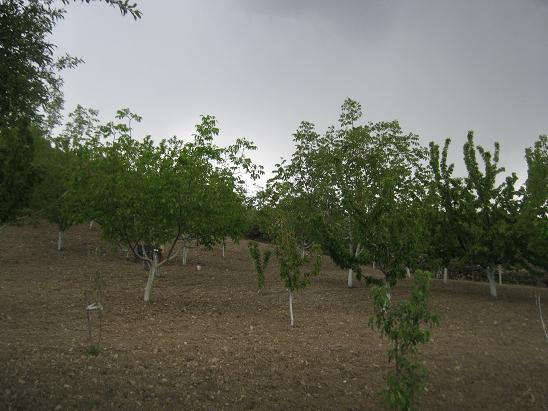 Name:  bahe3.JPG
Views: 1232
Size:  55.0 KB