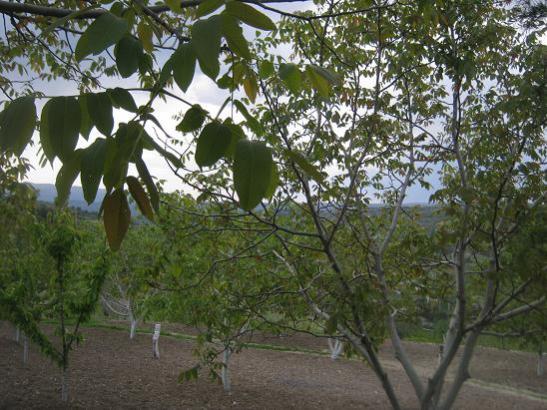 Name:  bahe7.jpg
Views: 1201
Size:  56.3 KB