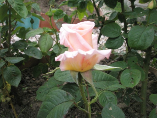 Name:  P4300314 (600 x 450).jpg
Views: 1055
Size:  65.5 KB