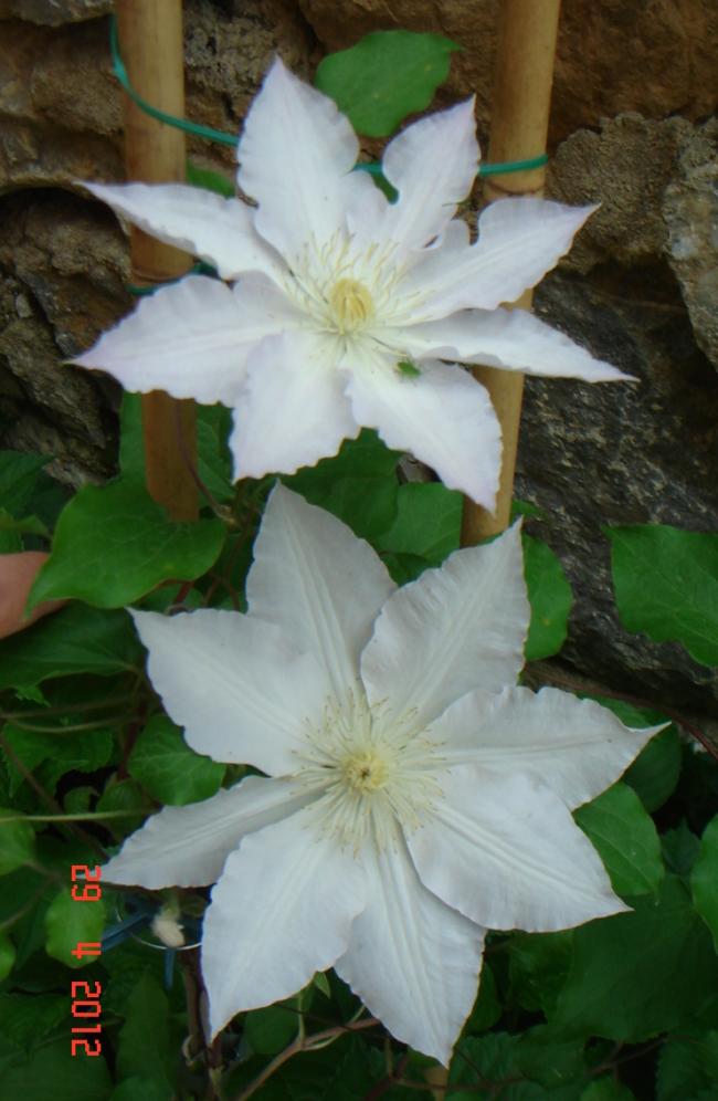 Name:  DSC00261.jpg
Views: 762
Size:  67.2 KB